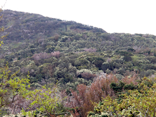 forest107-5.jpg