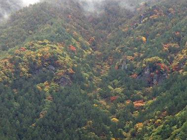 forest111-1.jpg