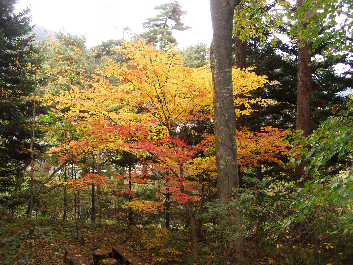 forest111-2.jpg