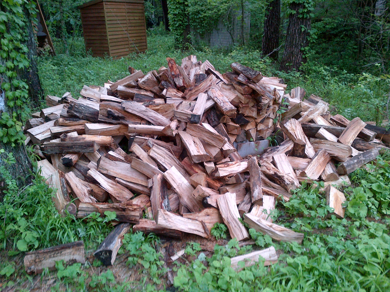 forest116-3.jpg