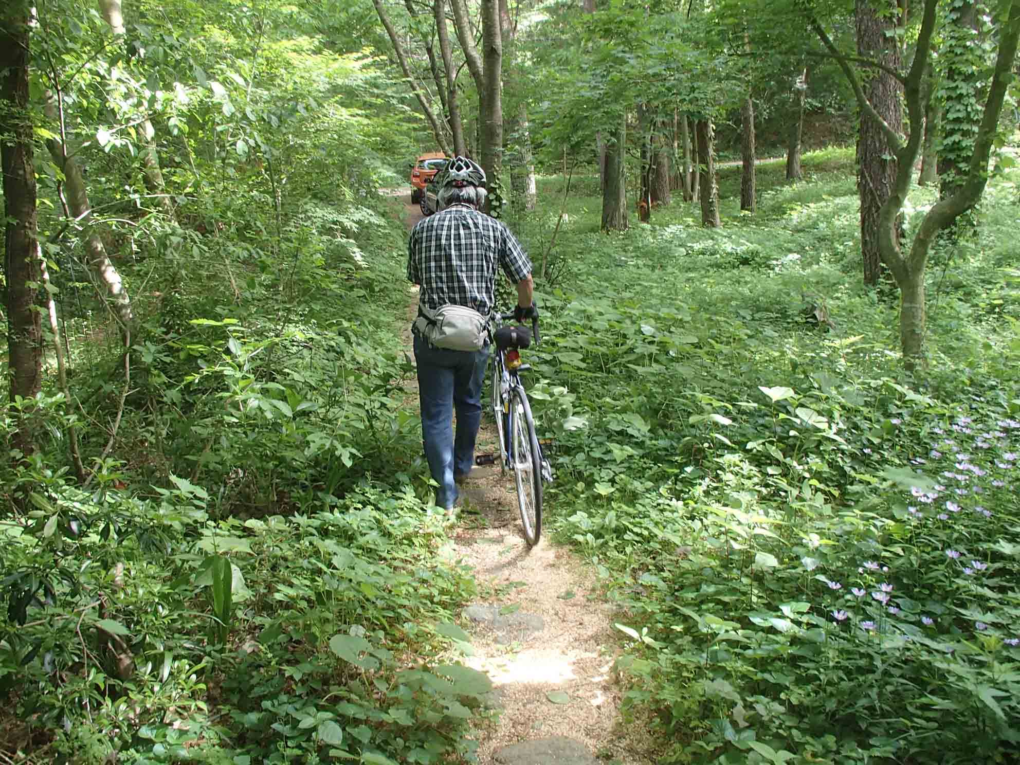 forest125-1.jpg