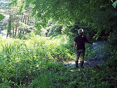 forest160-1.jpg