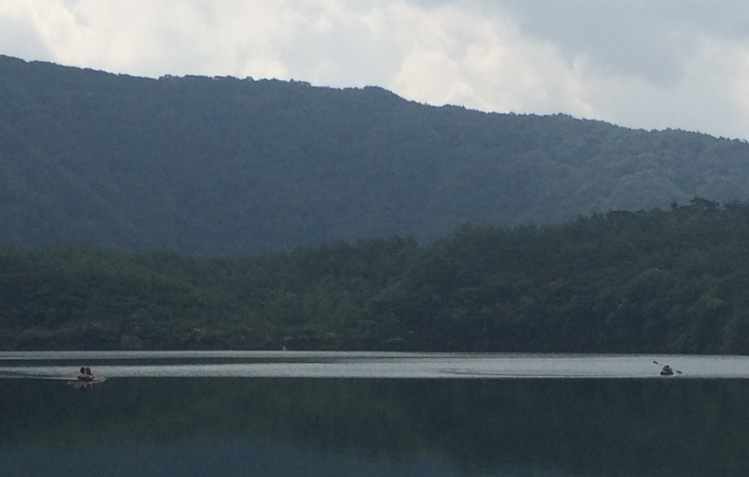 forest161-1.jpg