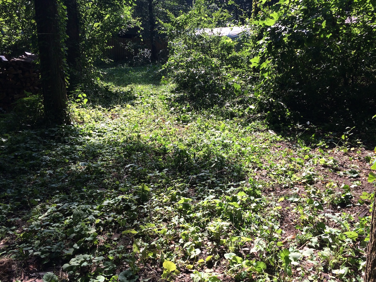 forest161-5.jpg
