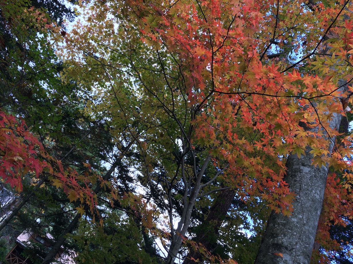 forest163-1.jpg