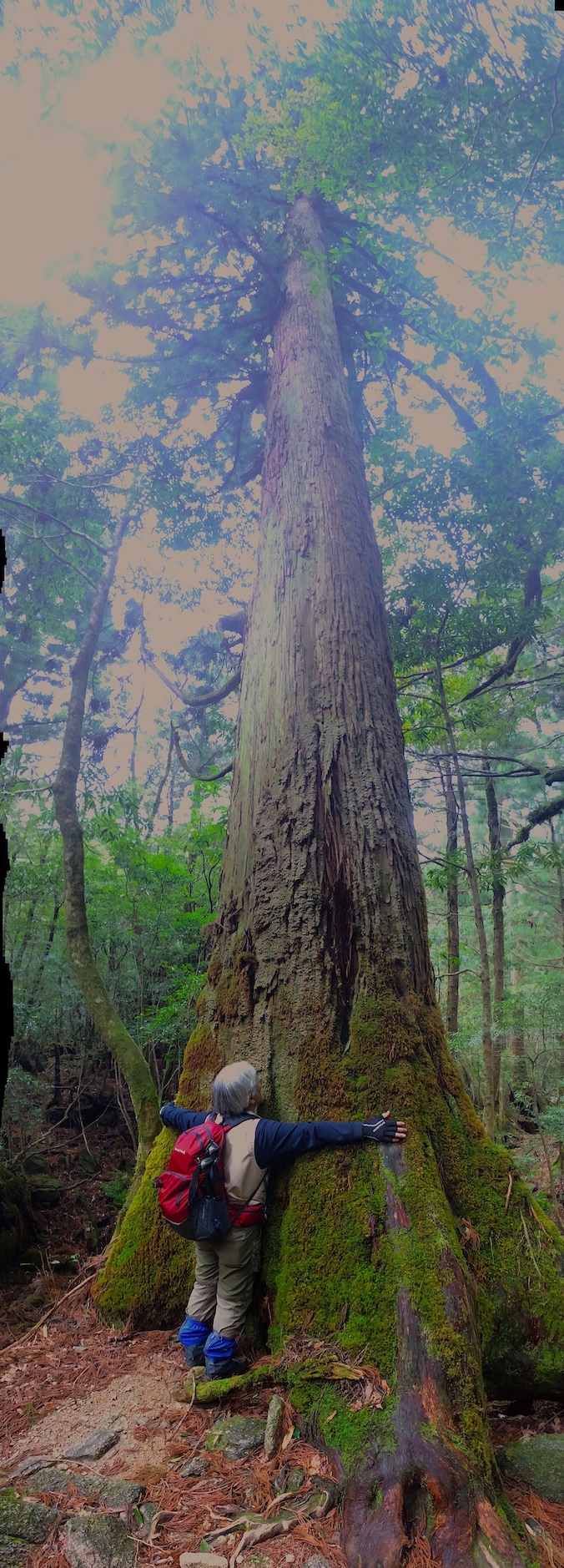 forest165-2.jpg