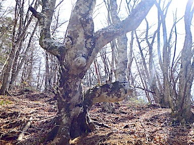 forest165-3.jpg
