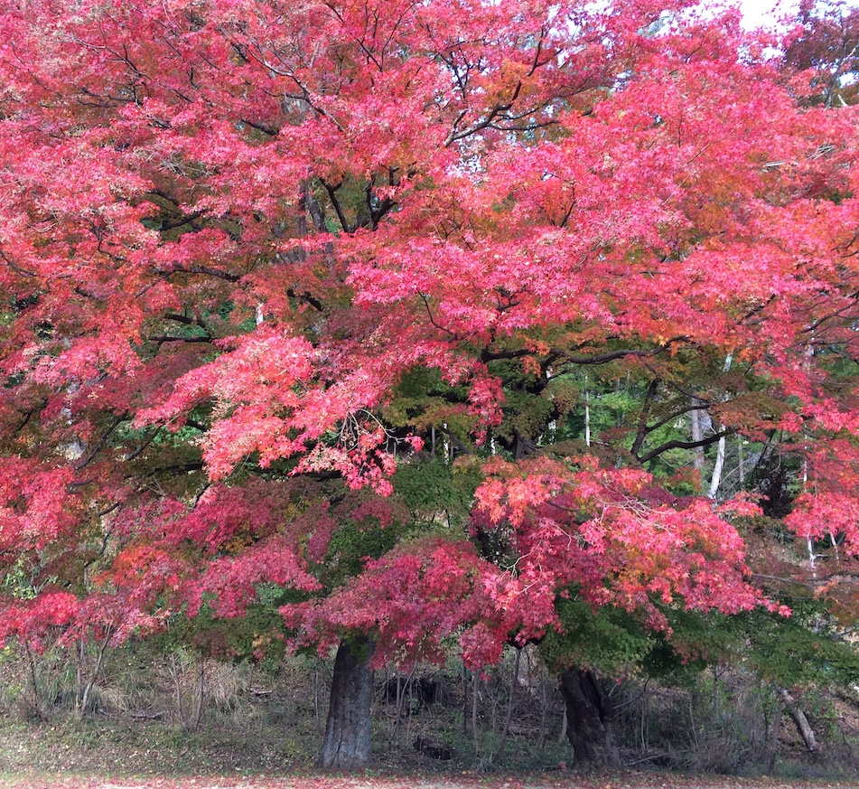 forest171-1.jpg