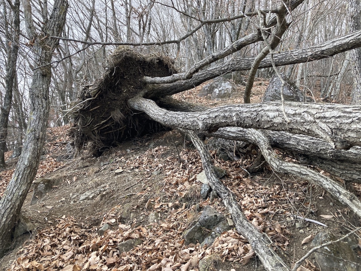 forest171-3.jpg