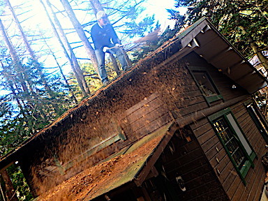 forest171-4.jpg