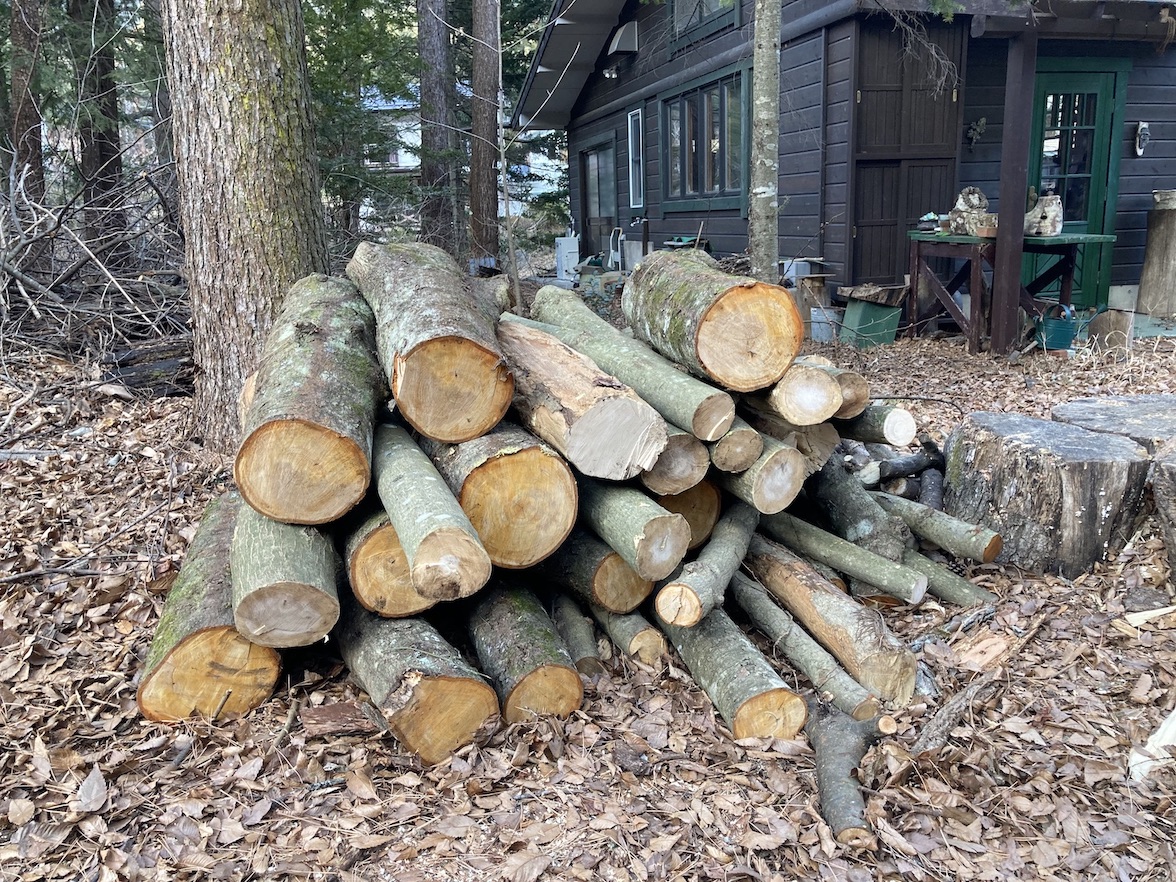 forest173-2.jpg