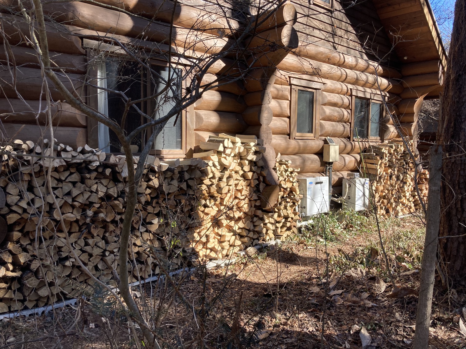 forest173-5.jpg