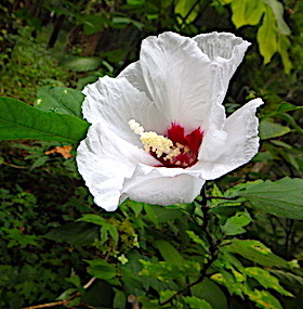 forest178-5.jpg