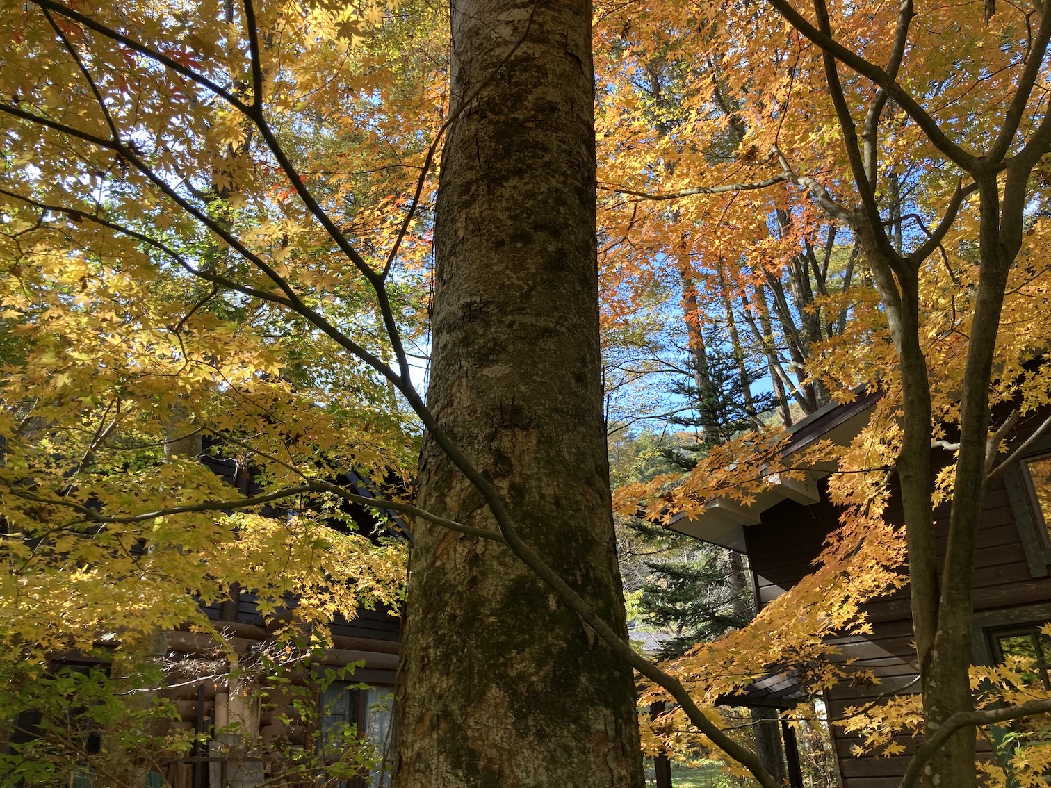 forest179-3.jpg