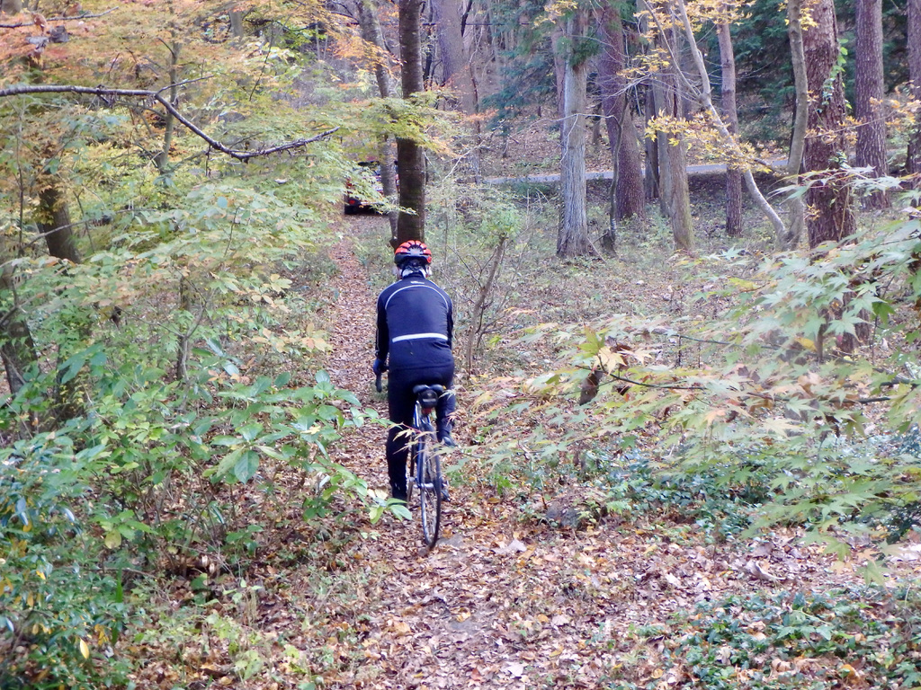 forest180-7.jpg