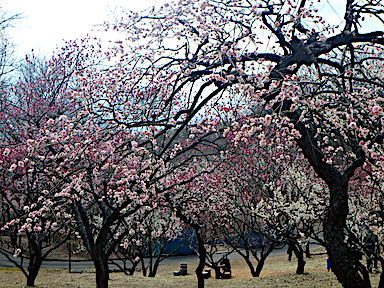 forest182-3.jpg