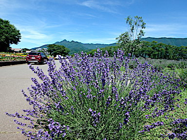 forest185-2.jpg