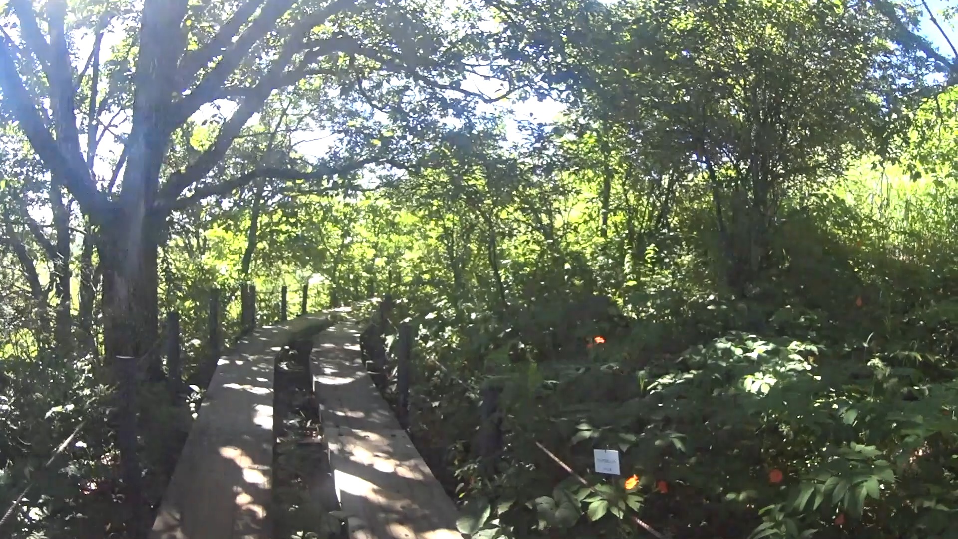 forest186-8.jpg