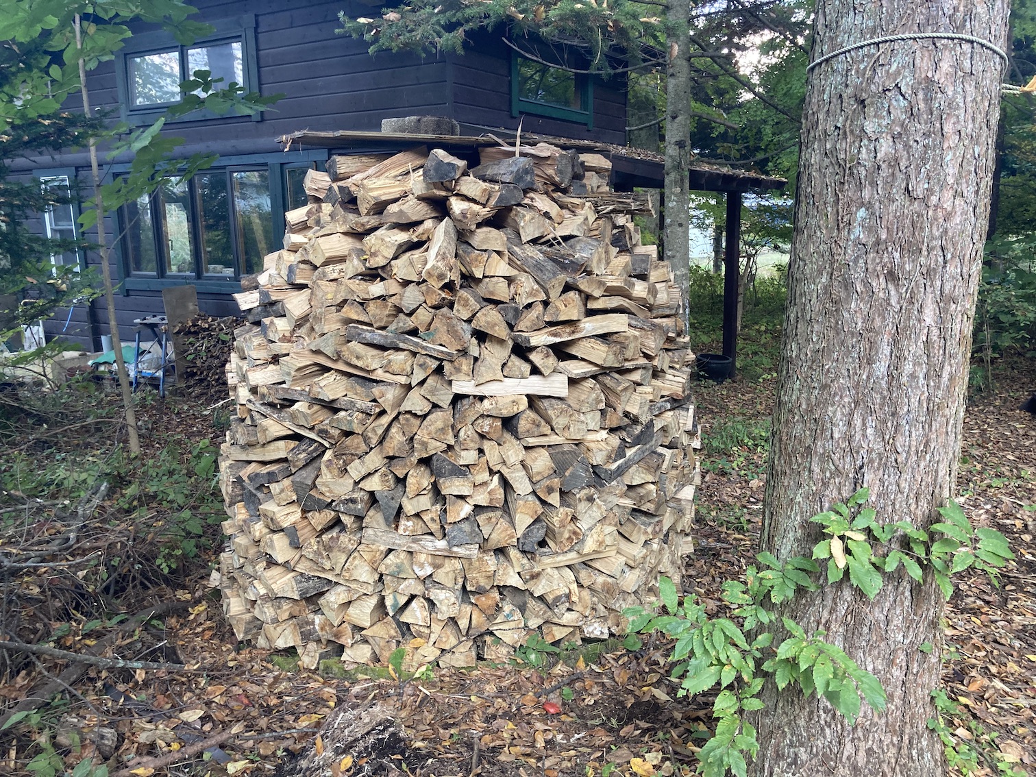 forest187-8.jpg