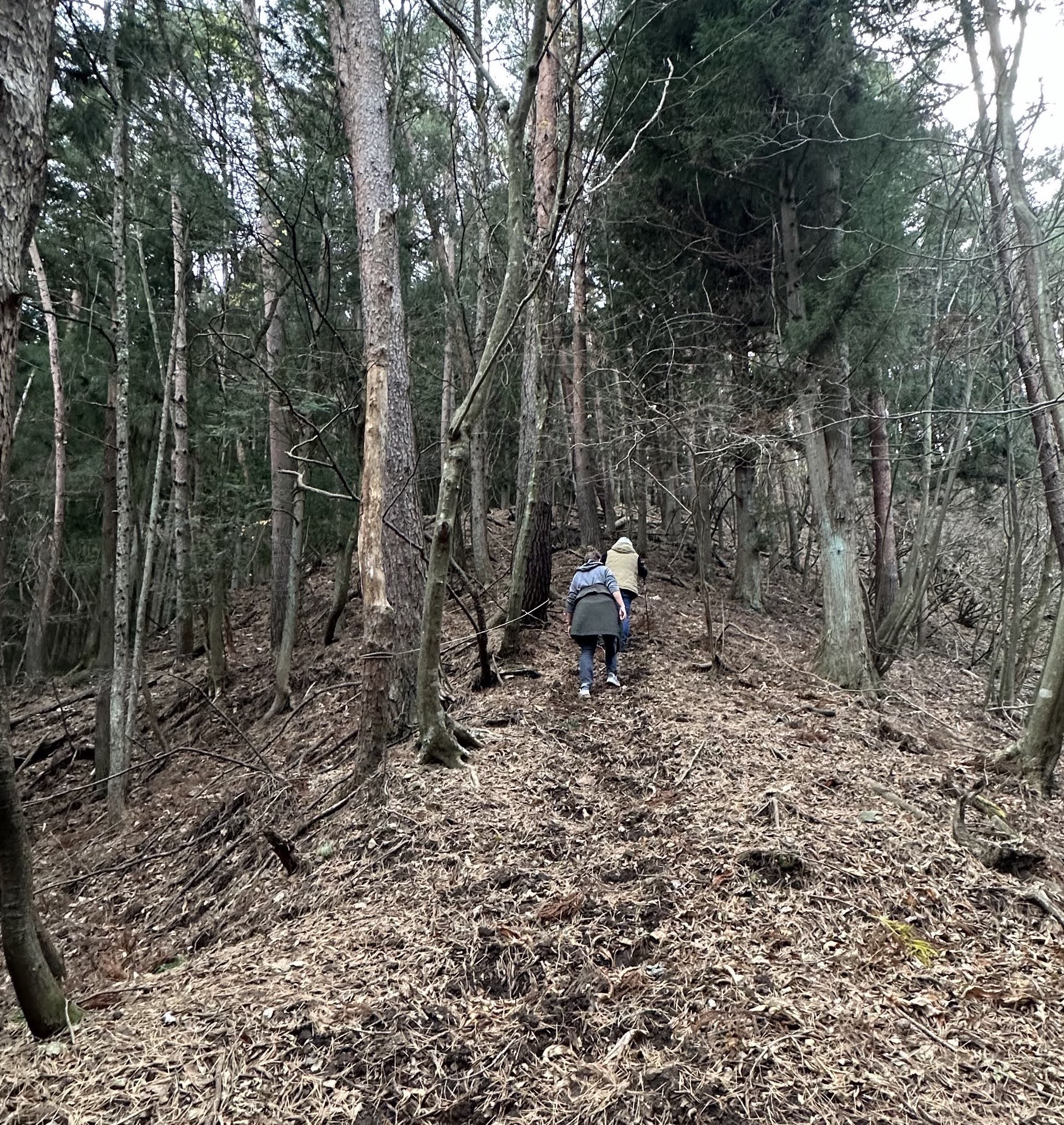 forest188-6.jpg