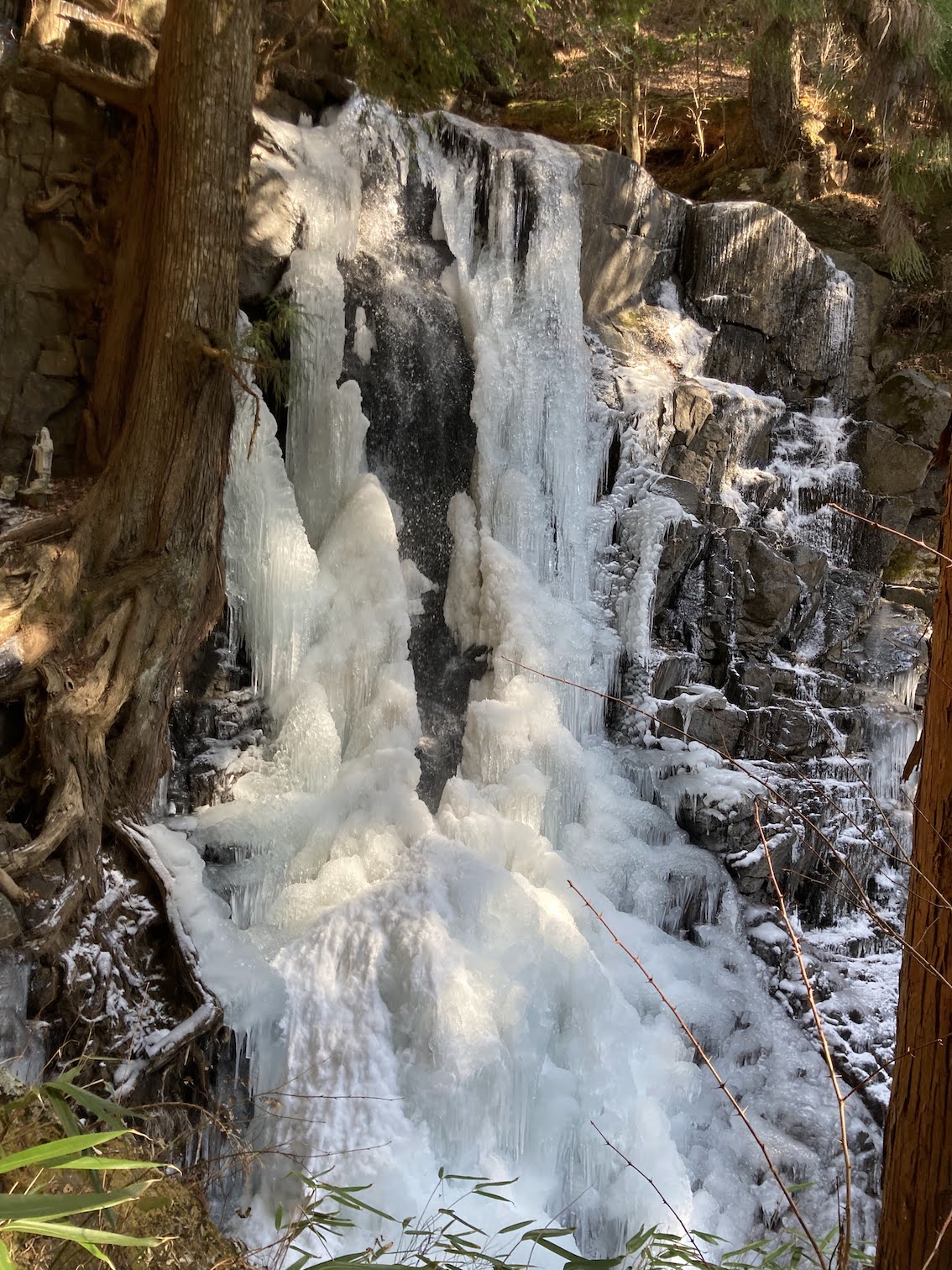 forest190-2.jpg