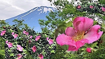 forest192-2.jpg