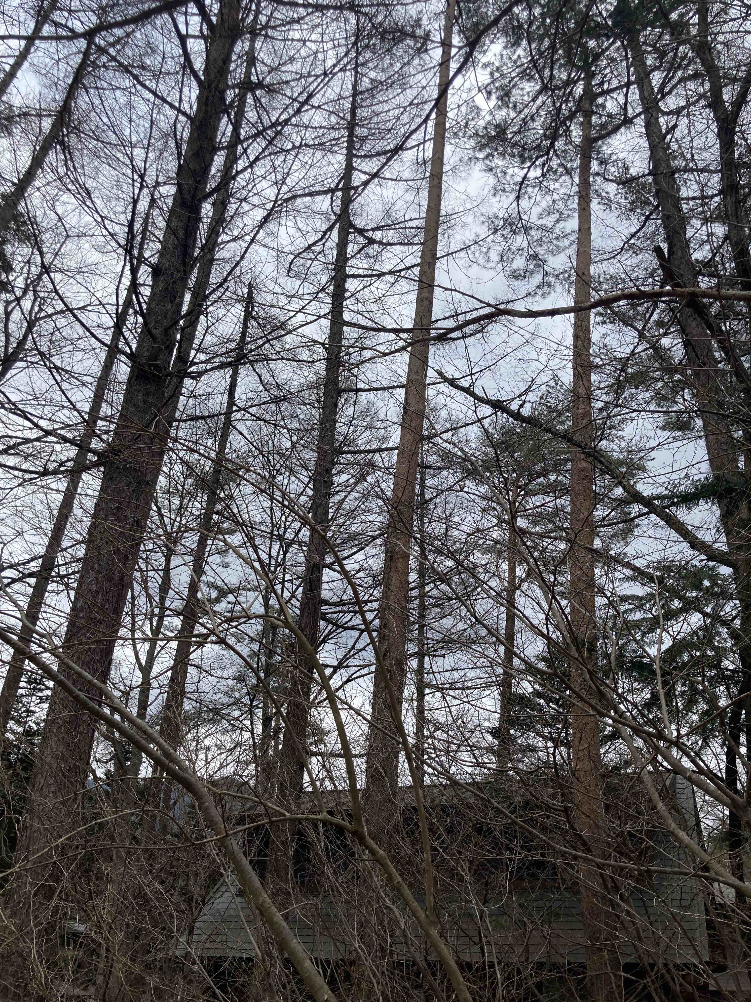 forest199-4.jpg