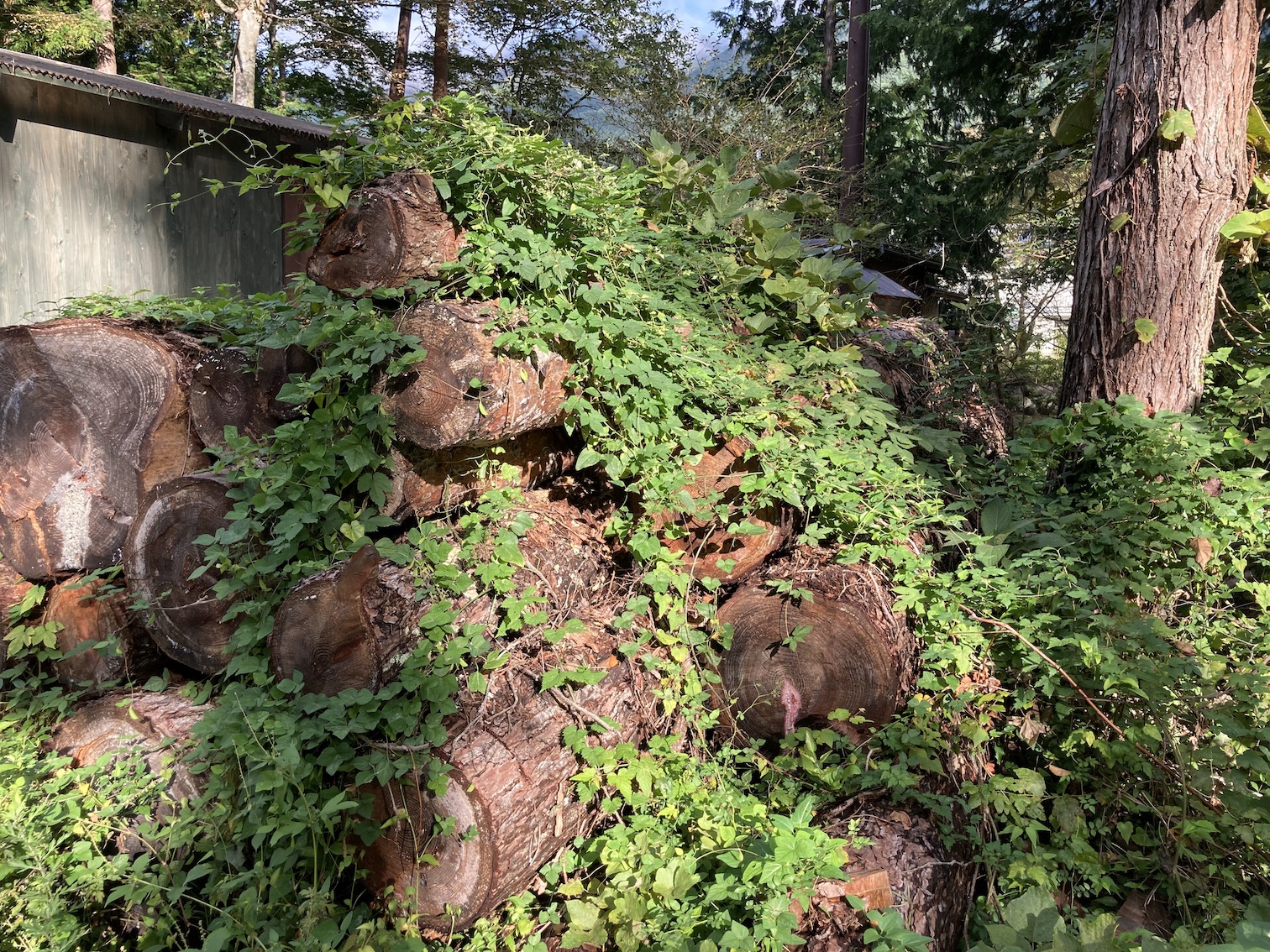 forest204-5.jpg