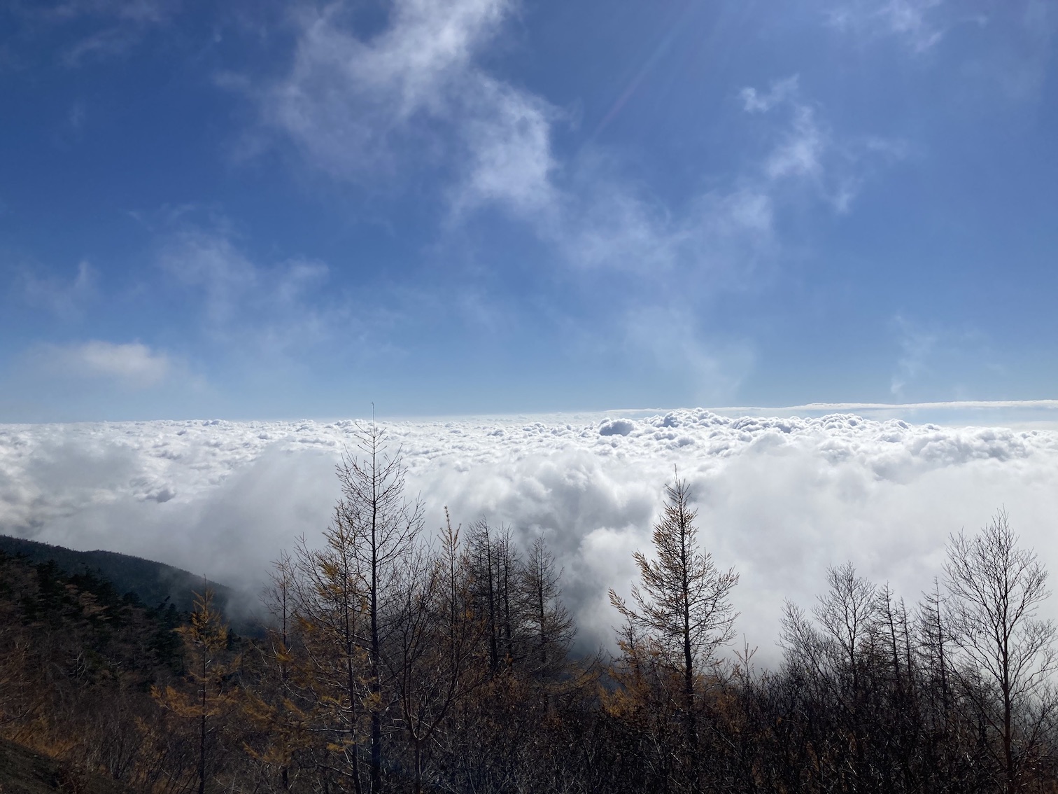 forest205-3.jpg