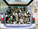 forest95-3.jpg
