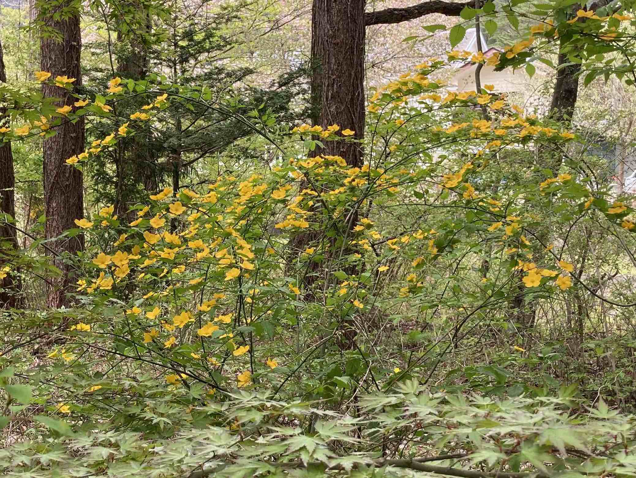 forest209-5.jpg