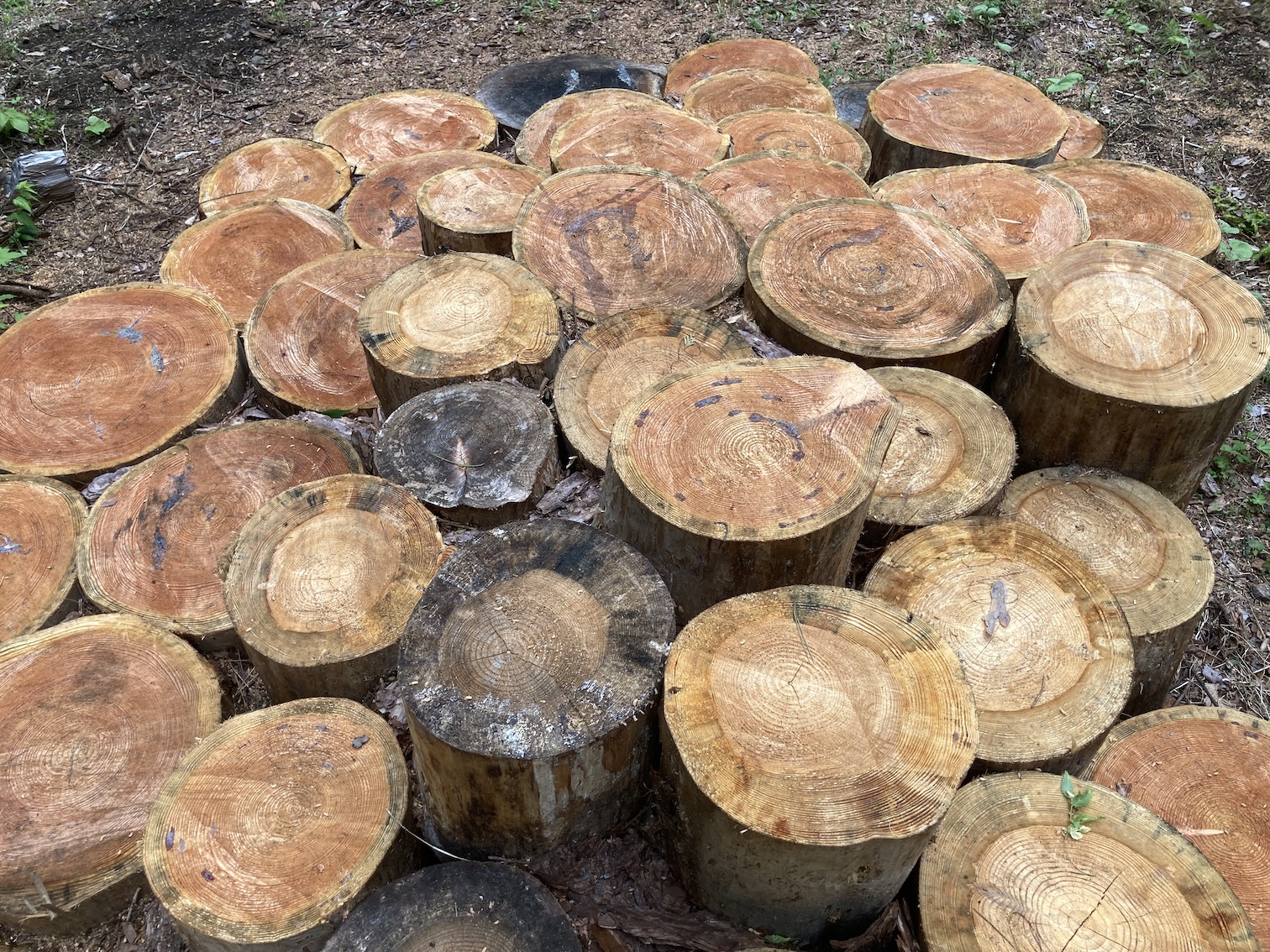 forest210-5.jpg