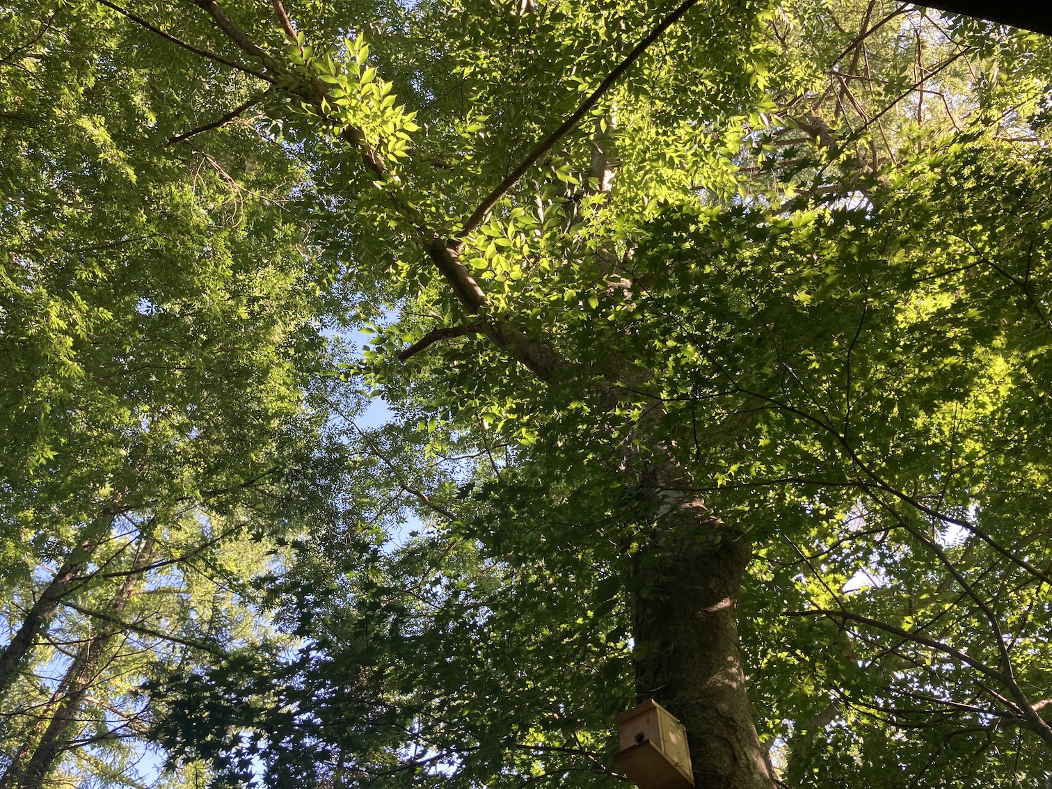 forest211-1.jpg