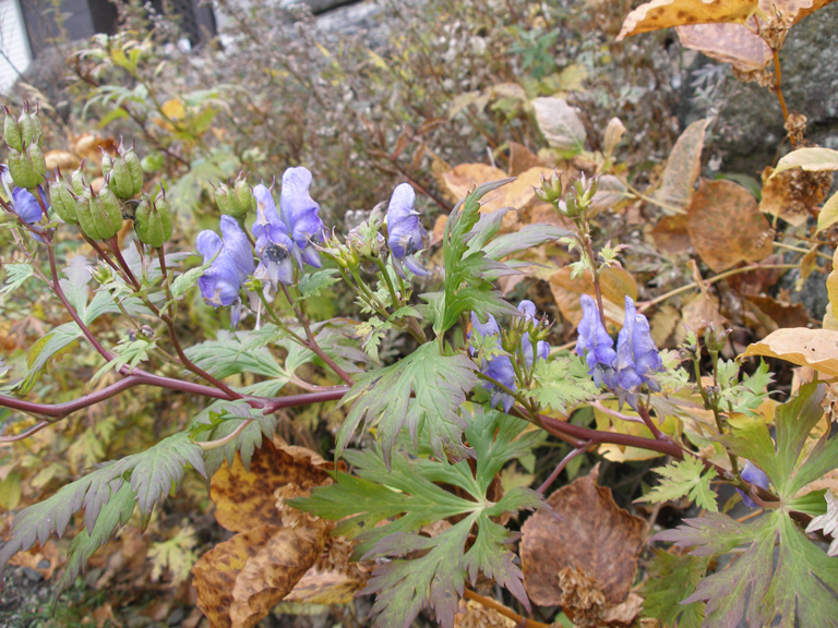 photo43-9.jpg